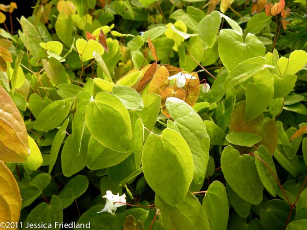 Epimedium youngianum Niveum