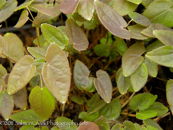 Epimedium youngianum ‘Niveum’