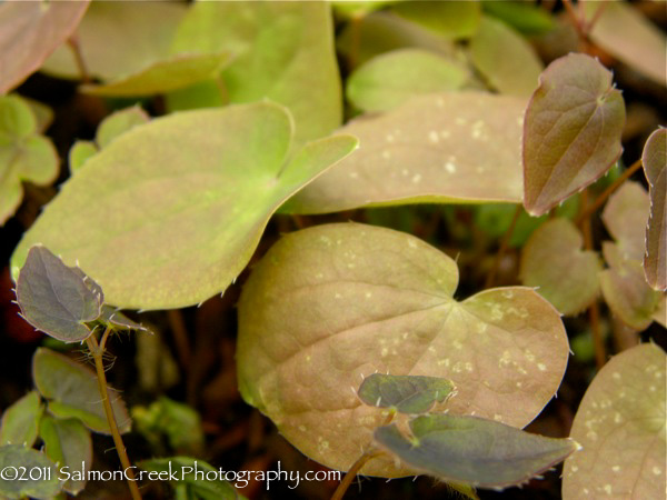 Epimedium youngianum ‘Niveum’