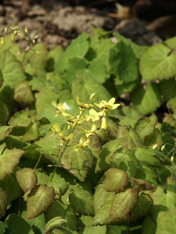 Epimedium perralderianum