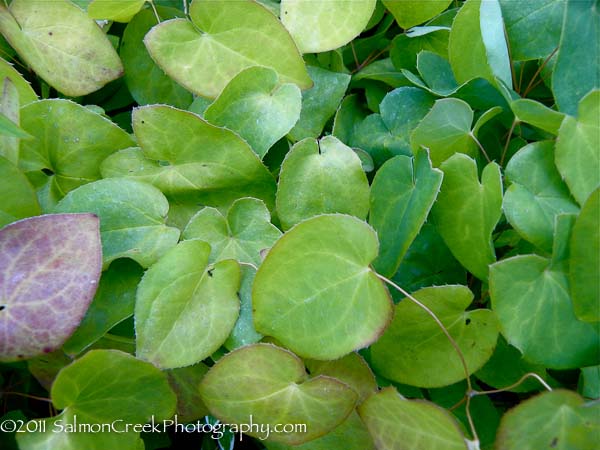 <i>Epimedium perralderianum</i>