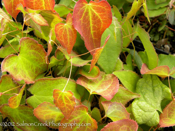 Epimedium rubrum