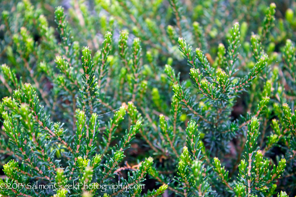 Erica darleyensis Furzey