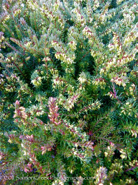 Erica darleyensis ‘Kramer’s Red’