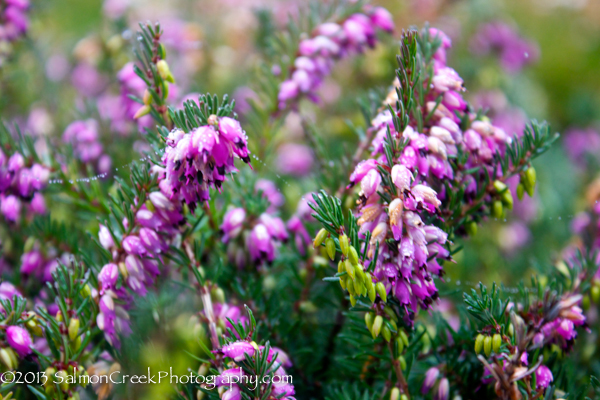<i>Erica</i> x <i>darleyensis</i> ‘Kramer’s Red’
