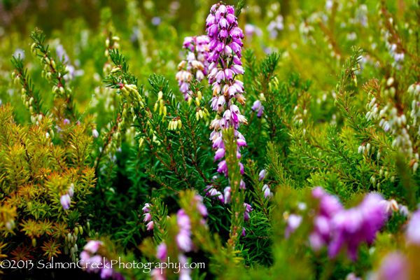 Erica darleyensis ‘Margaret Porter’