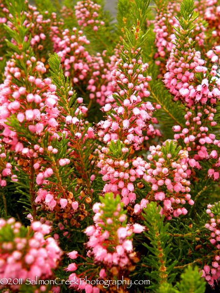 Erica vagans Mrs. D. F. Maxwell