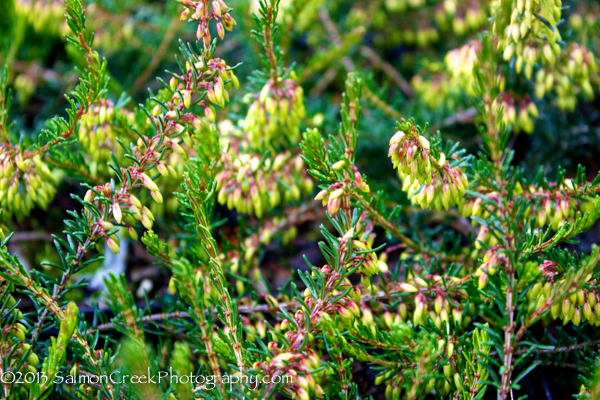 Erica carnea ‘Myretoun Ruby’