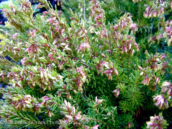 Erica carnea Myretoun Ruby