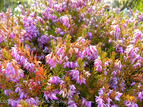 Erica carnea ‘Pink Spangles’