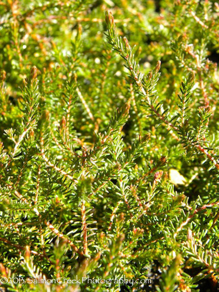 Erica cinerea Purple Beauty