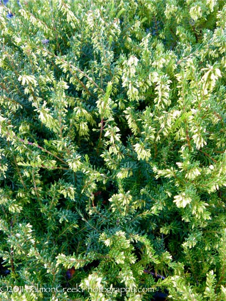 Erica carnea ‘Springwood Pink’