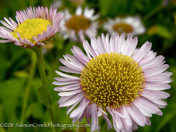 Erigeron glaucus Ron’s Pink