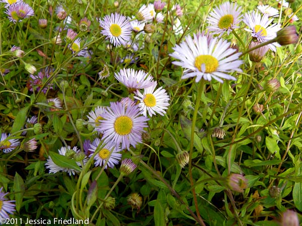 Erigeron x moerheimii