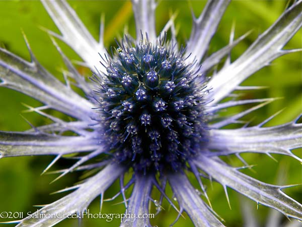 Eryngium ‘Sapphire Blue’