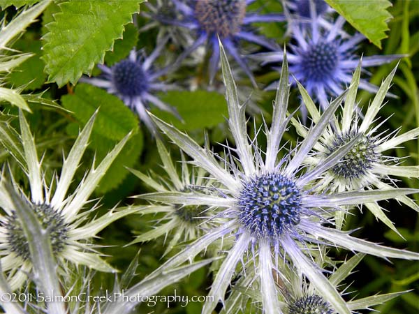 Eryngium Sapphire Blue