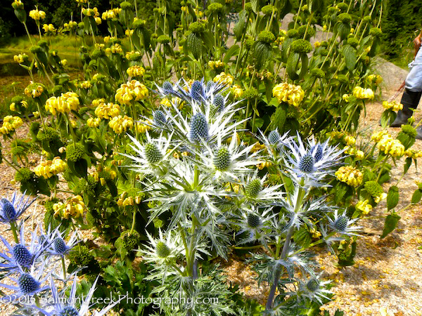 Eryngium ‘Sapphire Blue’