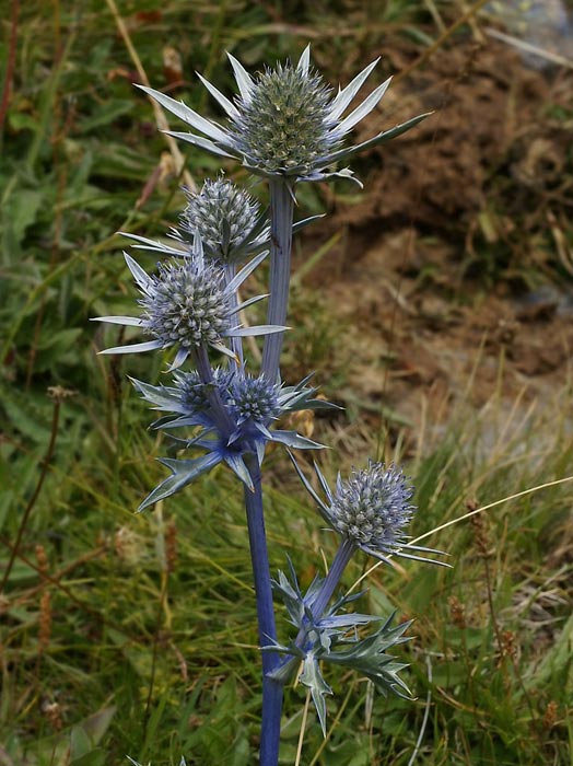 Eryngium bourgatii