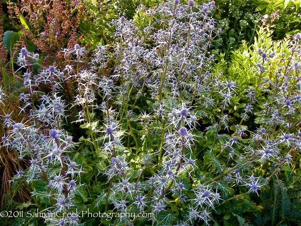 Eryngium variifolium