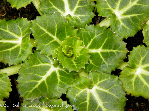 Eryngium