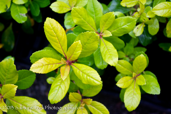 <i>Escallonia laevis</i> ‘Gold Brian’