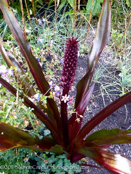 Eucomis comosa ‘Sparkling Burgundy’