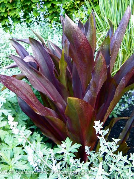 Eucomis