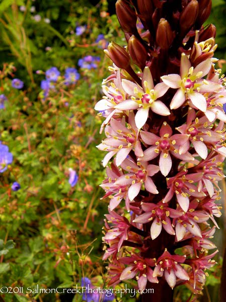 Eucomis Toffee