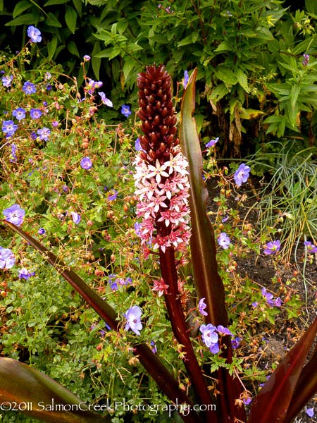 Eucomis Toffee
