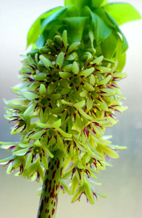 Eucomis.php