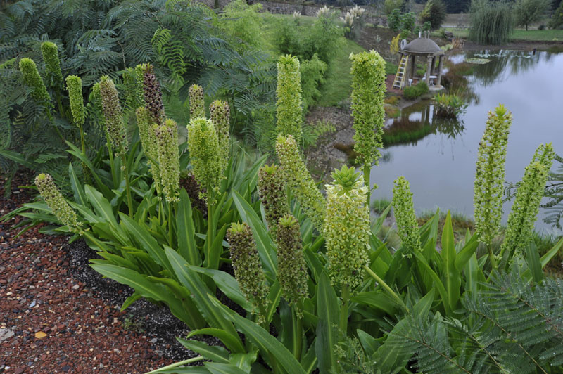 <i>Eucomis pole-evansii</i>