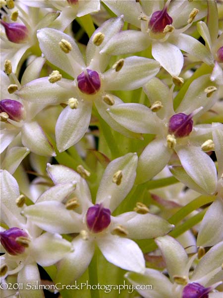 Eucomis.php