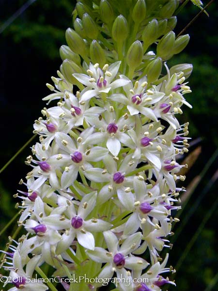 Eucomis pole-evansii