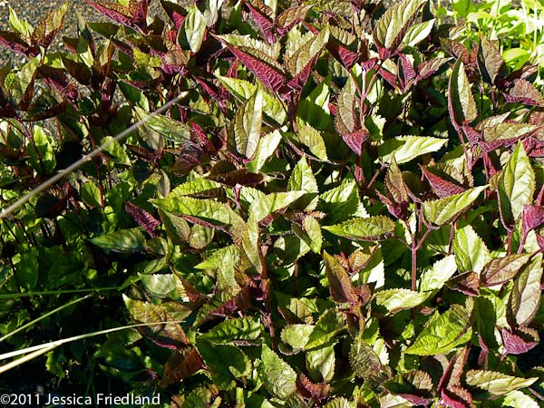 Eupatorium rugosum Chocolate