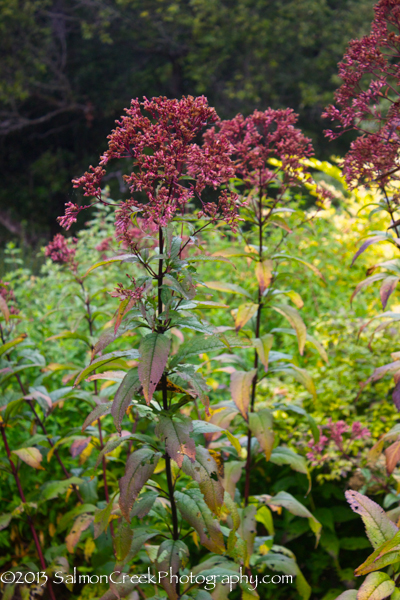 Eupatorium maculatum Gateway