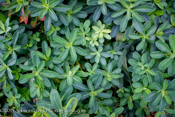 Euphorbia polychroma ‘Candy’