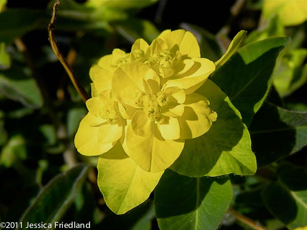 Euphorbia polychroma Candy