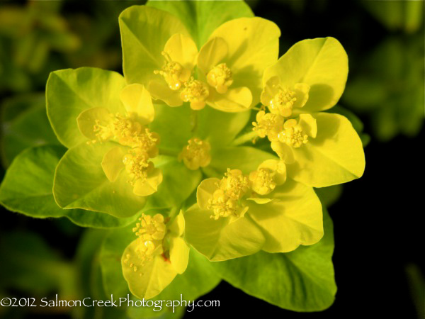 Euphorbia polychroma Candy