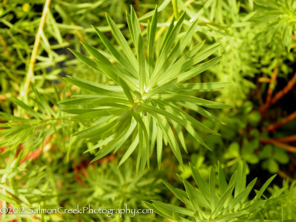 Euphorbia ‘Dean’s Hybrid’