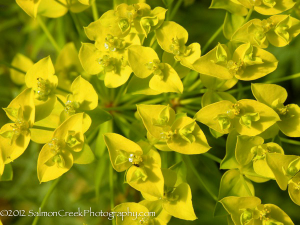 Euphorbia Dean’s Hybrid