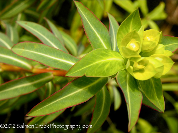 Euphorbia ‘Excalibur’