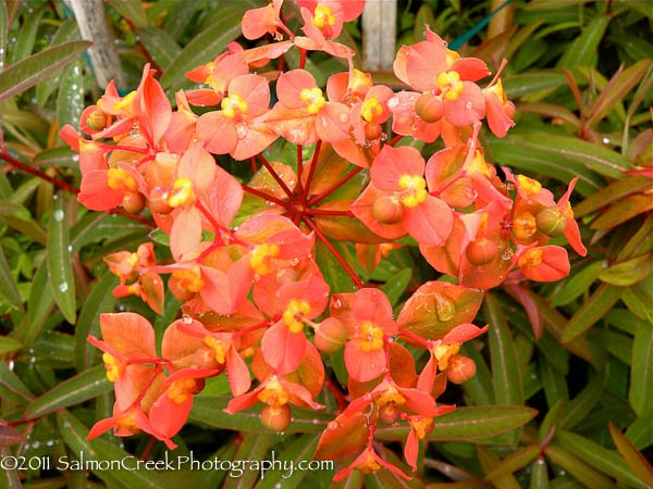 <i>Euphorbia griffithii</i> ‘Great Dixter’