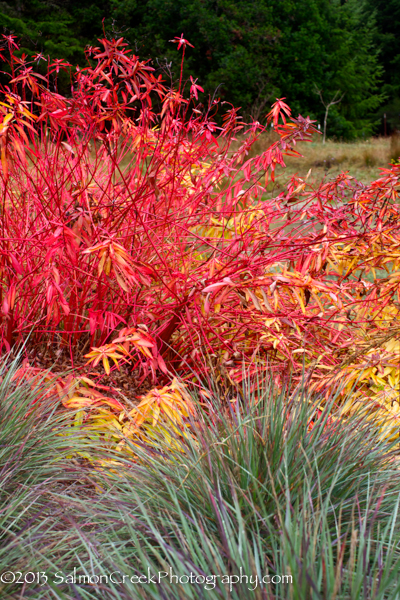 Euphorbia griffithii ‘Great Dixter’