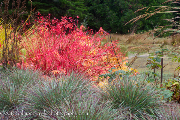 Euphorbia griffithii Great Dixter