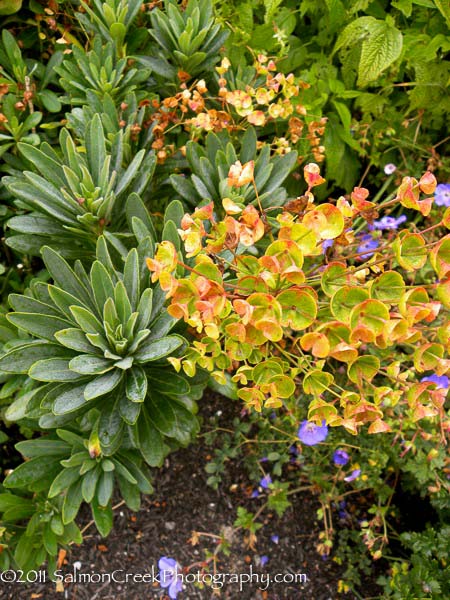 Euphorbia ‘Helen Robinson’