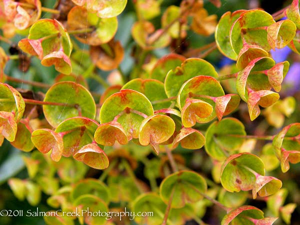 Euphorbia Helen Robinson