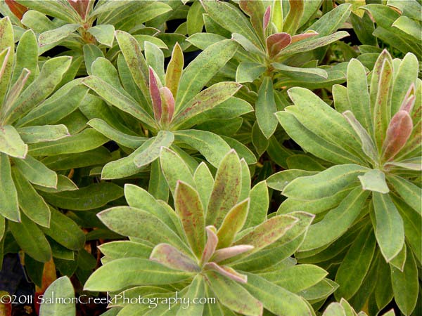 Euphorbia ‘Jade Dragon’