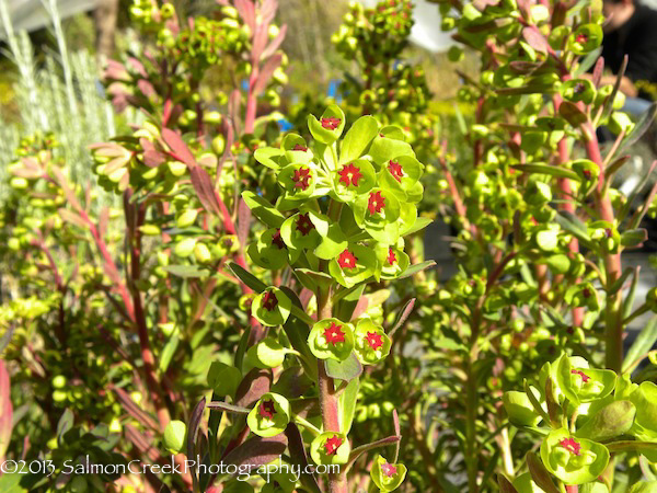 Euphorbia characias ssp. wulfenii ‘John Tomlinson’