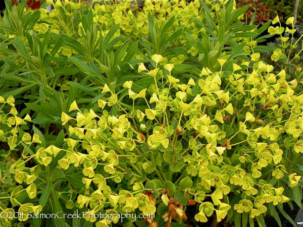 Euphorbia characias Lambrook Gold