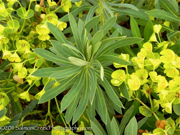 Euphorbia characias Lambrook Gold